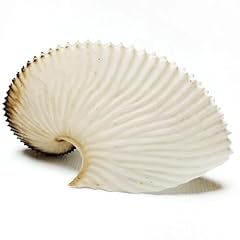 Fosangnantu conch shells for sale  Delivered anywhere in USA 