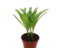 Areca palm inch for sale  Delivered anywhere in USA 