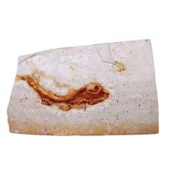 Fish fossils real for sale  Delivered anywhere in USA 