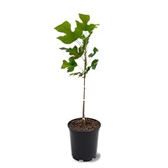 Tulip poplar tree for sale  Delivered anywhere in USA 