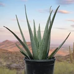 Cactus outlet aloe for sale  Delivered anywhere in USA 