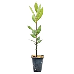 Live bay laurel for sale  Delivered anywhere in USA 