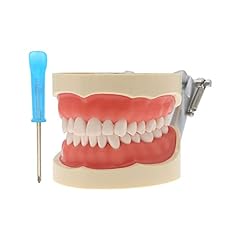 Dental typodont model for sale  Delivered anywhere in USA 