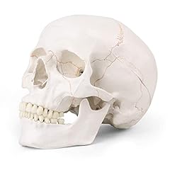 Miirr human skull for sale  Delivered anywhere in Ireland