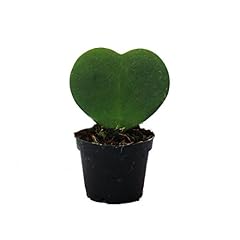Hoya kerii plante d'occasion  Livré partout en France