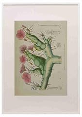Lansdell 1921 sarcocaulon for sale  Delivered anywhere in UK