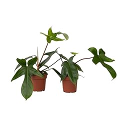 Plant box philodendron gebraucht kaufen  Wird an jeden Ort in Deutschland
