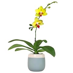 Premium yellow live for sale  Delivered anywhere in USA 