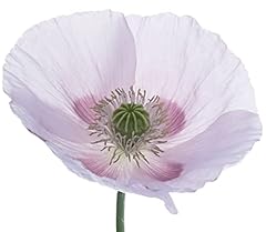 Earthcare seeds giant for sale  Delivered anywhere in USA 