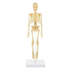 Iplusmile human skeleton for sale  Delivered anywhere in Ireland