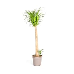 Beaucarnea recurvata tige d'occasion  Livré partout en France