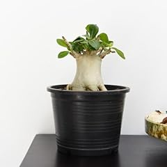 Adenium ansu baobab for sale  Delivered anywhere in UK