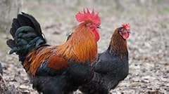 Black copper maran for sale  Delivered anywhere in USA 
