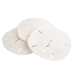 Sand dollar real for sale  Delivered anywhere in USA 