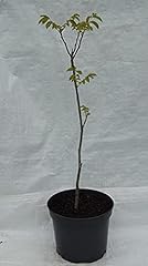 English walnut juglans for sale  Delivered anywhere in UK