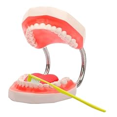 Teeth mouth model for sale  Delivered anywhere in USA 