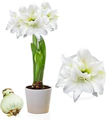 Amaryllis double white usato  Spedito ovunque in Italia 