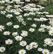 Chrysanthemum maximum shasta for sale  Delivered anywhere in UK