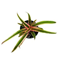 Bubbleblooms pink starlite for sale  Delivered anywhere in USA 