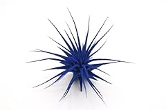 Dyed tillandsia ionantha for sale  Delivered anywhere in USA 