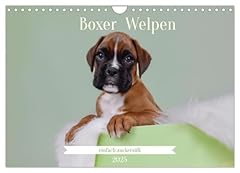 Boxer welpen einfach gebraucht kaufen  Wird an jeden Ort in Deutschland