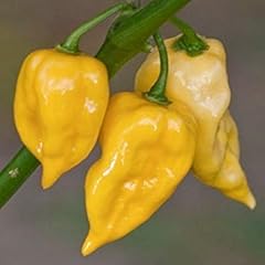 Dorset naga morich usato  Spedito ovunque in Italia 