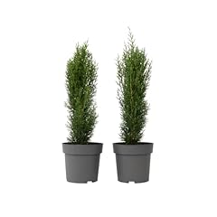 Plant box toskanische gebraucht kaufen  Wird an jeden Ort in Deutschland