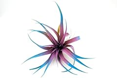 Live tillandsia capitata for sale  Delivered anywhere in USA 