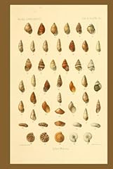 Hawaiian fauna seashells for sale  Delivered anywhere in USA 