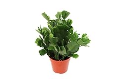 Christmas cactus white for sale  Delivered anywhere in USA 