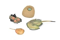 Horseshoe crab learn for sale  Delivered anywhere in USA 