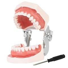 Dental teaching model for sale  Delivered anywhere in USA 
