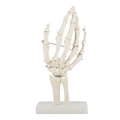 Hand skelett modell gebraucht kaufen  Wird an jeden Ort in Deutschland