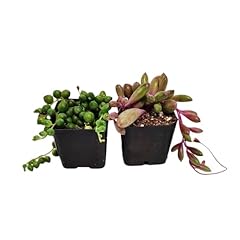 Foliagems live succulent for sale  Delivered anywhere in USA 