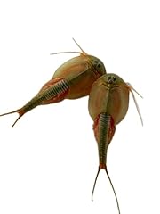 Triops longicaudatus zuchtset gebraucht kaufen  Wird an jeden Ort in Deutschland