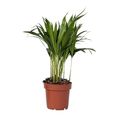 Plant box palma usato  Spedito ovunque in Italia 