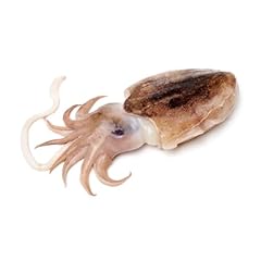 Cuttlefish 10kg for sale  Delivered anywhere in UK