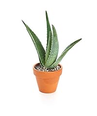 Shop succulents live for sale  Delivered anywhere in USA 