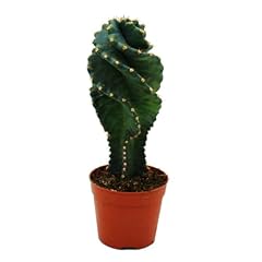 Cereus jamacaru cactus usato  Spedito ovunque in Italia 