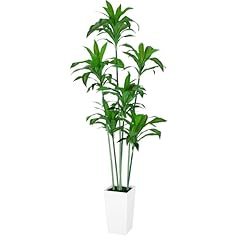 Vivatrees dracaena trees for sale  Delivered anywhere in USA 