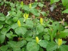 Yellow trillium luteum for sale  Delivered anywhere in USA 
