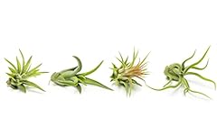 Air plant low for sale  Delivered anywhere in USA 