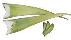 Beste bio aloe gebraucht kaufen  Wird an jeden Ort in Deutschland