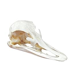 Taxidermy real animals for sale  Delivered anywhere in UK