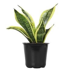 Live snake plant for sale  Delivered anywhere in USA 