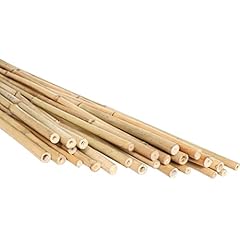 Pfnrth bamboo plant for sale  Delivered anywhere in USA 