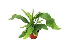 Staghorn fern california for sale  Delivered anywhere in USA 