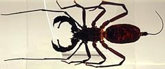 109 echter peitschenskorpion gebraucht kaufen  Wird an jeden Ort in Deutschland