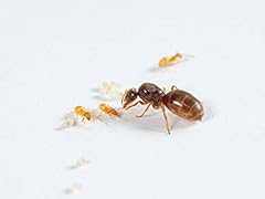 Live queen ant for sale  Delivered anywhere in UK