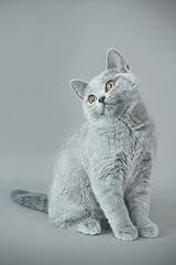 British shorthair kitten for sale  Delivered anywhere in UK